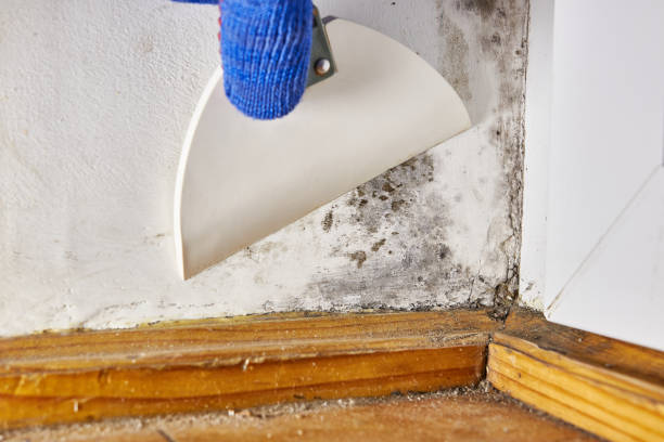  Yardville, NJ Mold Removal Pros